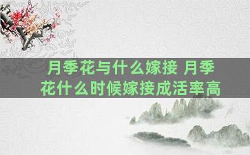 月季花与什么嫁接 月季花什么时候嫁接成活率高